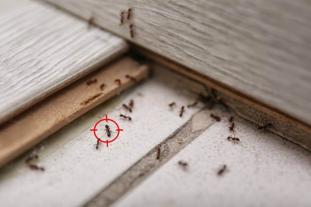 Best Ant Control Services  in Morganfield, KY